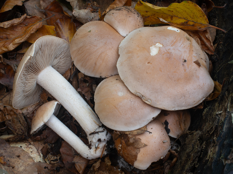 Hebeloma sinapizans (Slzivka ředkvičková)